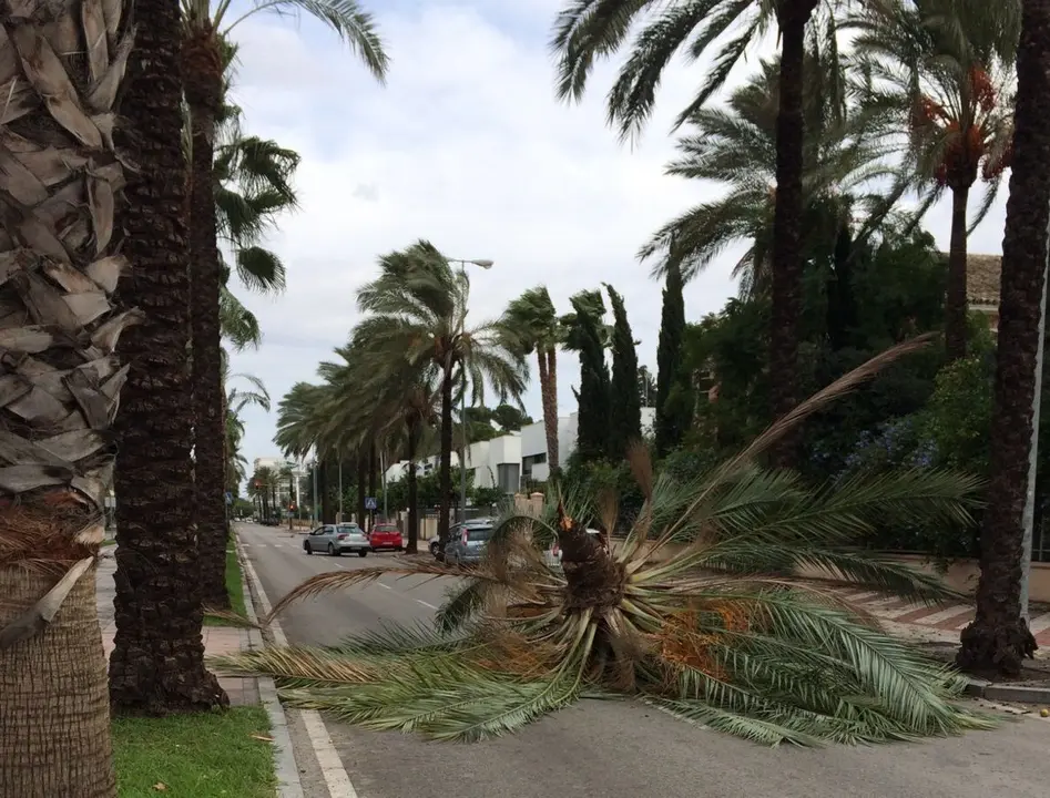 Imagen de una palmera ca&iacute;da en la avenida de Andaluc&iacute;a.