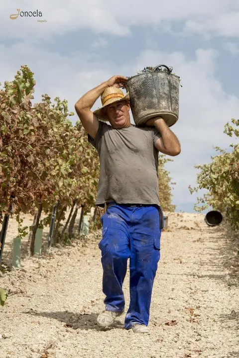 Vendimia en Hacienda Parrilla Alta, San Jos&eacute; del Valle, C&aacute;diz. AGO 2016 | Jonocla Fotograf&iacute;a para grupo MIRA Comunicaci&oacute;n