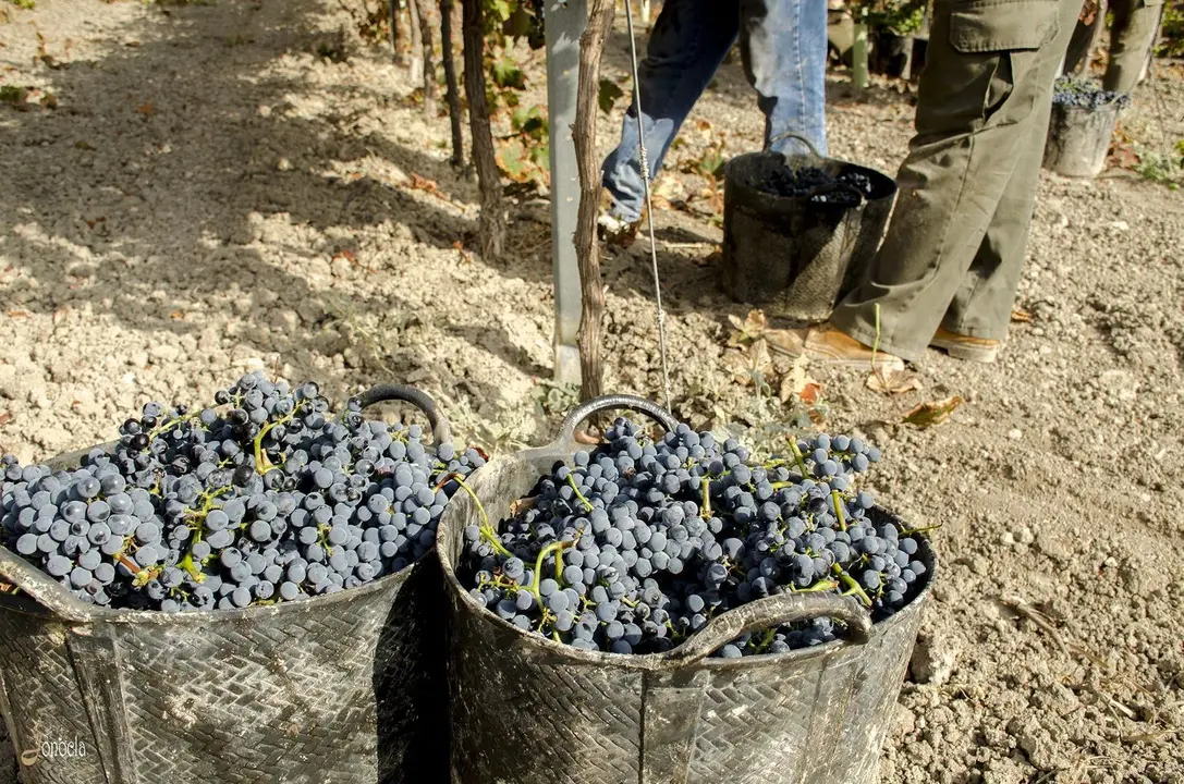 Vendimia en Hacienda Parrilla Alta, San Jos&eacute; del Valle, C&aacute;diz. AGO 2016 | Jonocla Fotograf&iacute;a para grupo MIRA Comunicaci&oacute;n