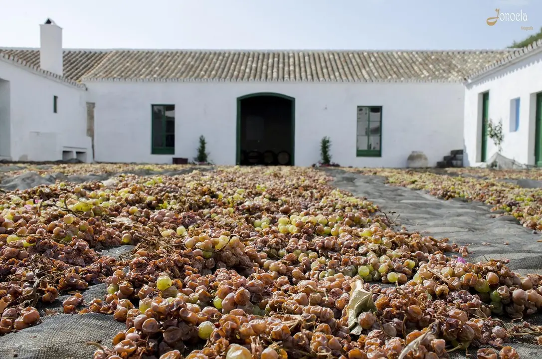 Vendimia en Hacienda Parrilla Alta, San Jos&eacute; del Valle, C&aacute;diz. AGO 2016 | Jonocla Fotograf&iacute;a para grupo MIRA Comunicaci&oacute;n