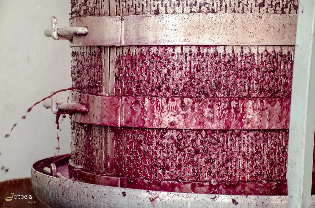 Vendimia en Hacienda Parrilla Alta, San Jos&eacute; del Valle, C&aacute;diz. AGO 2016 | Jonocla Fotograf&iacute;a para grupo MIRA Comunicaci&oacute;n