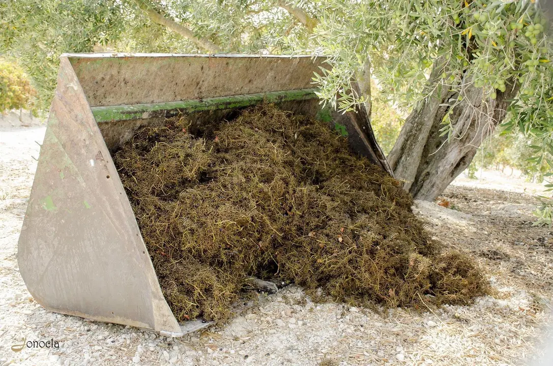 Vendimia en Hacienda Parrilla Alta, San Jos&eacute; del Valle, C&aacute;diz. AGO 2016 | Jonocla Fotograf&iacute;a para grupo MIRA Comunicaci&oacute;n