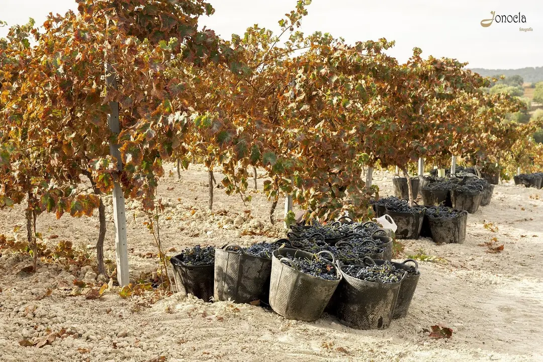 Vendimia en Hacienda Parrilla Alta, San Jos&eacute; del Valle, C&aacute;diz. AGO 2016 | Jonocla Fotograf&iacute;a para grupo MIRA Comunicaci&oacute;n