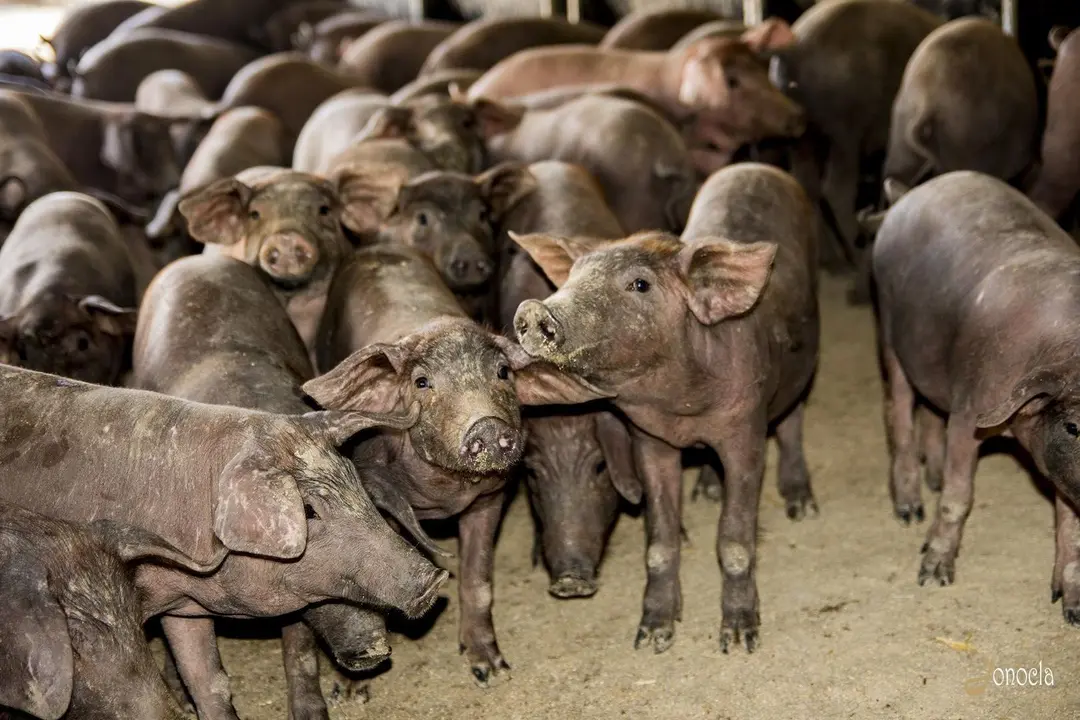 Vendimia en Hacienda Parrilla Alta, San Jos&eacute; del Valle, C&aacute;diz. AGO 2016 | Jonocla Fotograf&iacute;a para grupo MIRA Comunicaci&oacute;n
