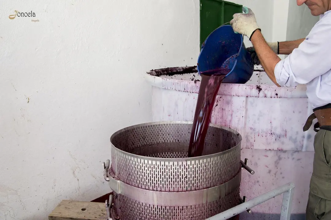Vendimia en Hacienda Parrilla Alta, San Jos&eacute; del Valle, C&aacute;diz. AGO 2016 | Jonocla Fotograf&iacute;a para grupo MIRA Comunicaci&oacute;n