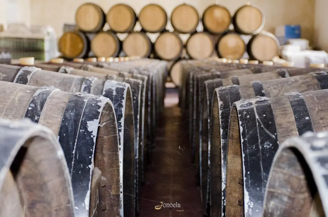 Vendimia en Hacienda Parrilla Alta, San Jos&eacute; del Valle, C&aacute;diz. AGO 2016 | Jonocla Fotograf&iacute;a para grupo MIRA Comunicaci&oacute;n