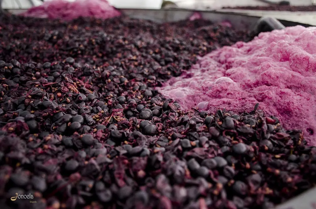 Vendimia en Hacienda Parrilla Alta, San Jos&eacute; del Valle, C&aacute;diz. AGO 2016 | Jonocla Fotograf&iacute;a para grupo MIRA Comunicaci&oacute;n