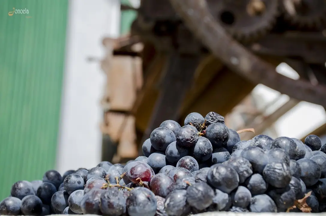 Vendimia en Hacienda Parrilla Alta, San Jos&eacute; del Valle, C&aacute;diz. AGO 2016 | Jonocla Fotograf&iacute;a para grupo MIRA Comunicaci&oacute;n