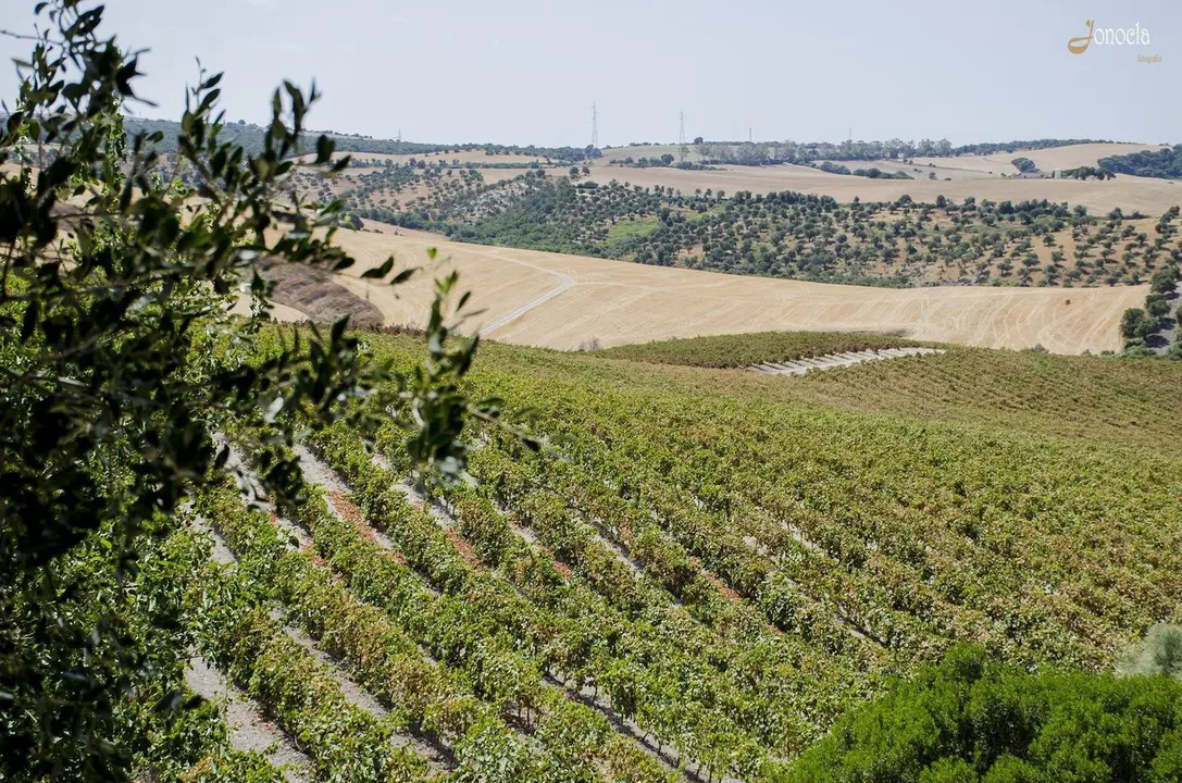 Vendimia en Hacienda Parrilla Alta, San Jos&eacute; del Valle, C&aacute;diz. AGO 2016 | Jonocla Fotograf&iacute;a para grupo MIRA Comunicaci&oacute;n