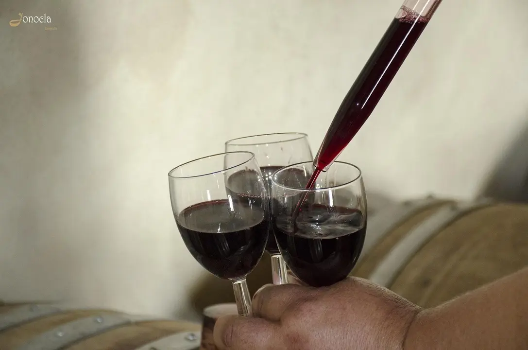 Vendimia en Hacienda Parrilla Alta, San Jos&eacute; del Valle, C&aacute;diz. AGO 2016 | Jonocla Fotograf&iacute;a para grupo MIRA Comunicaci&oacute;n