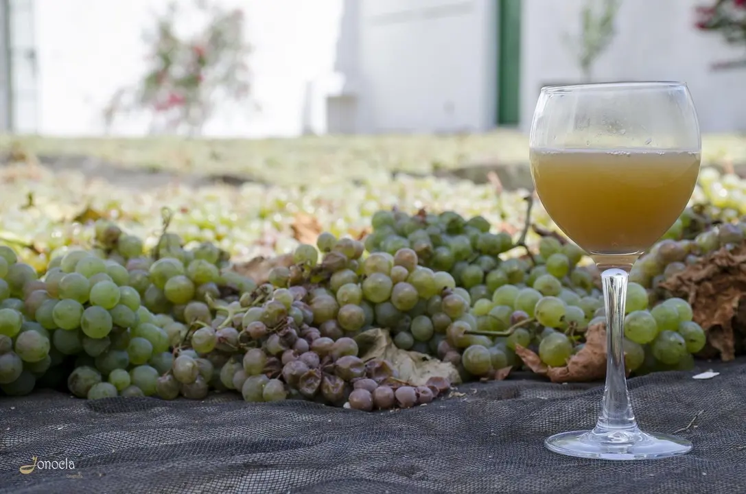 Vendimia en Hacienda Parrilla Alta, San Jos&eacute; del Valle, C&aacute;diz. AGO 2016 | Jonocla Fotograf&iacute;a para grupo MIRA Comunicaci&oacute;n