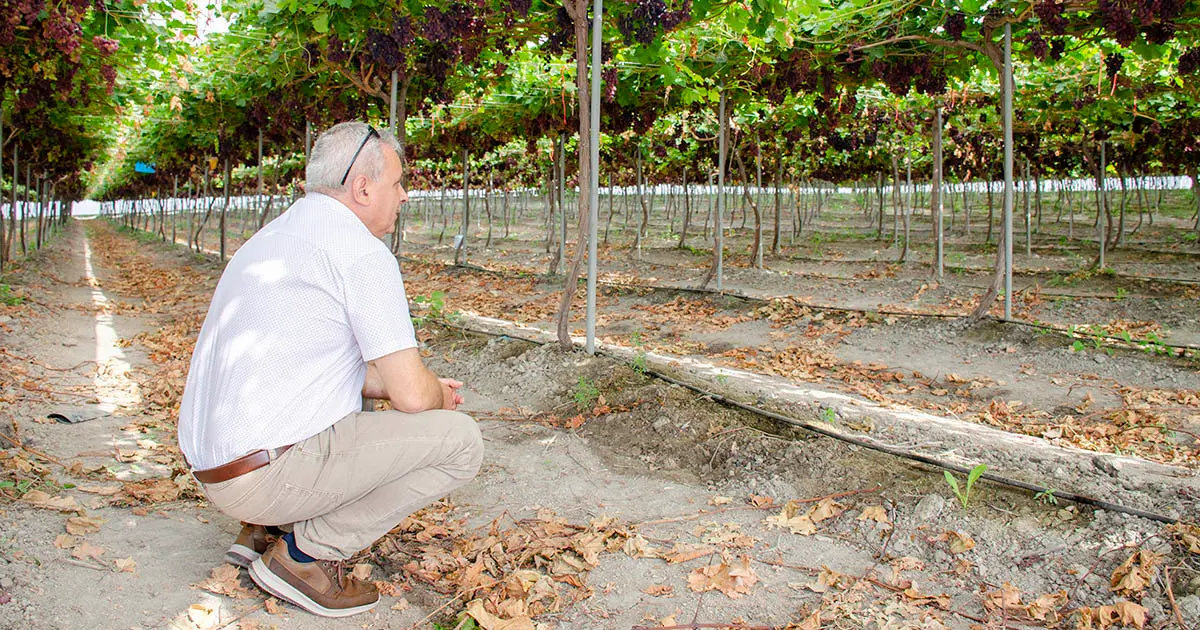 Uva de Torremesa de Mercadona | Foto: Jonocla (El MIRA)