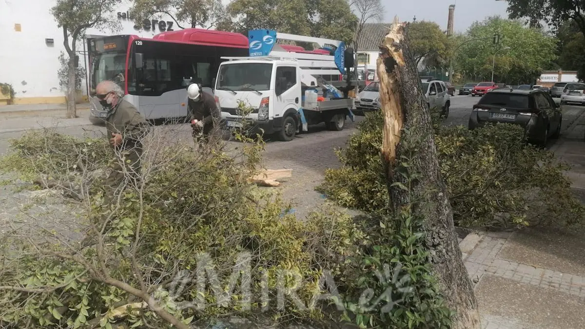 Efectos del Viento en Jerez de la Frontera en la Barriada P&iacute;o XII 