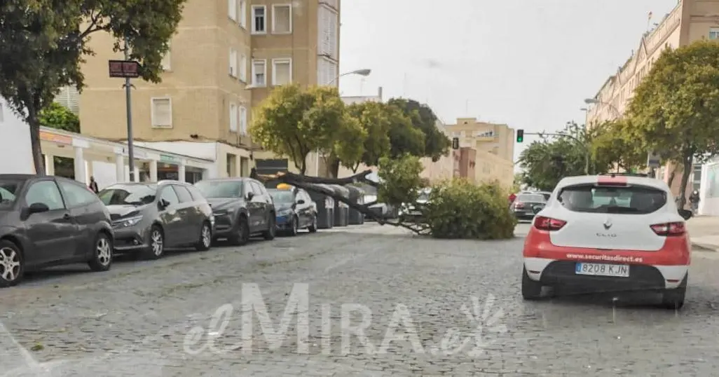 Efectos del Viento en Jerez de la Frontera en la Barriada P&iacute;o XII