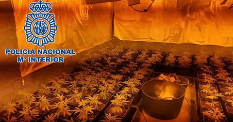 Plantaci&oacute;n de marihuana