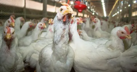 Incendio granja de pollos