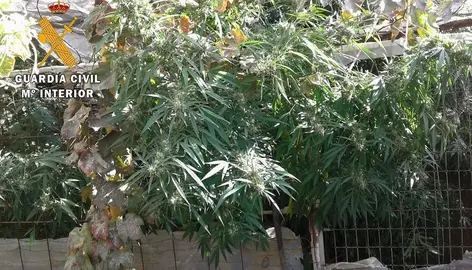 Plantaci&oacute;n de cannabis

Agentes de la comandancia de la Guardia Civil de Almer&iacute;a ha detenido a una persona por un presunto delito contra la salud p&uacute;blica por cultivo de marihuana (Cannabis s&aacute;tiva) y ha intervenido 22 kilos de plantas y cogollos dentro de una reciente actuaci&oacute;n de seguridad ciudadana desarrollada en la localidad de G&eacute;rgal (Almer&iacute;a).

SOCIEDAD 
GUARDIA CIVIL