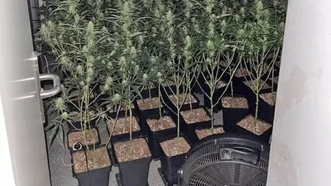 Plantaci&oacute;n marihuana