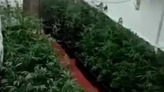 Plantaci&oacute;n de marihuana en Granada