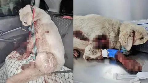 Duras Im&aacute;genes de Perro arrastrado con el coche - Asociaci&oacute;n Huellas Accitanas