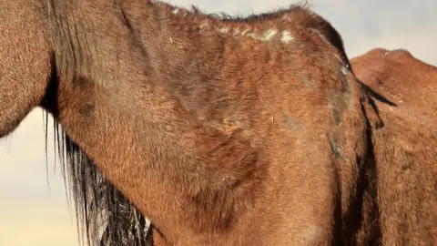 &Uacute;ltima hora Huelva: 15 caballos desnutridos en Almonte