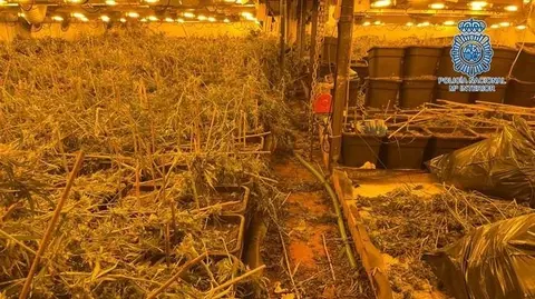 Plantaci&oacute;n de marihuana en Jerez