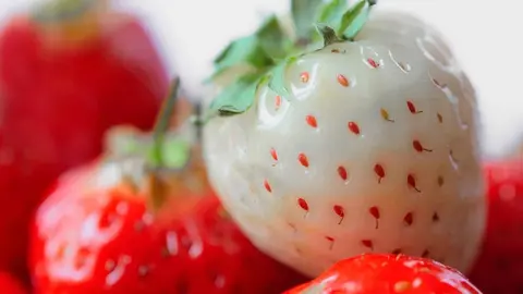 Las fresas blancas son una de las frutas m&aacute;s raras pero con grandes beneficios para el organismo
