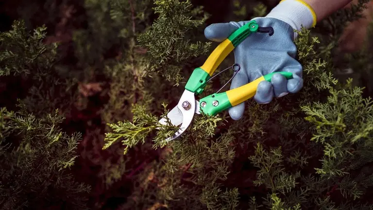 Un hombre ha fallecido mientras podaba un pino en Huelva