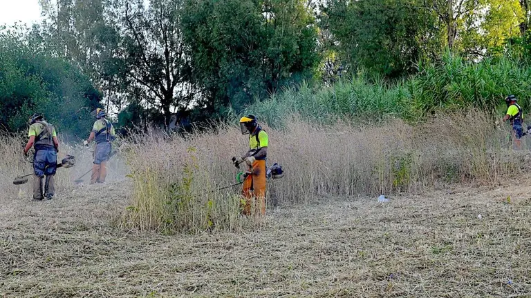 El Ayuntamiento de Jerez aumenta las labores de desbroce para prevenir incendios
