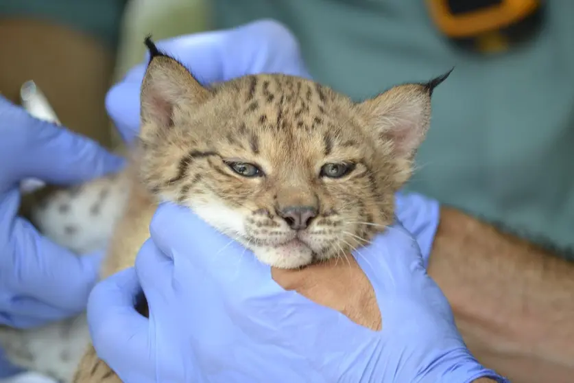 El lince 'Mosto' tras su nacimiento en el Zoo de Jerez