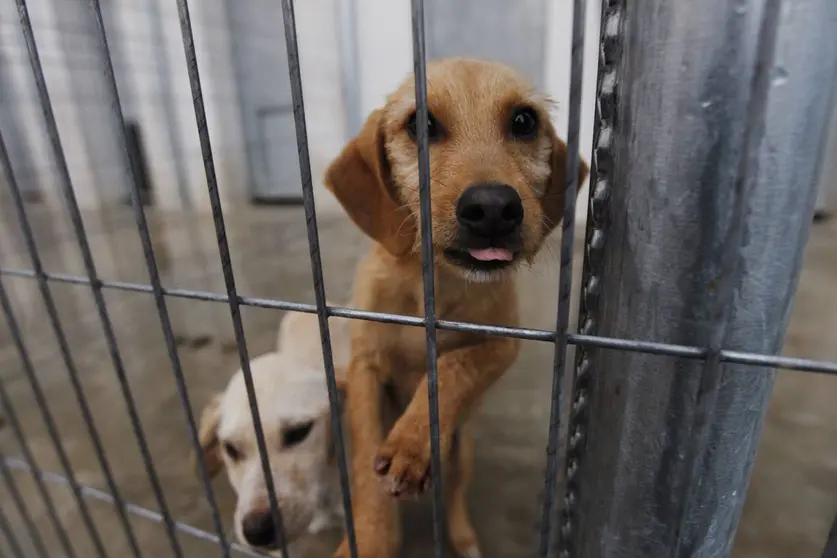 En el nuevo centro de protecci&oacute;n de animales de Logro&ntilde;o, el que sustituye desde ya a la perrera de Pradoviejo, viven hoy seis perros que pueden ser adoptados. Las nuevas instalaciones, cercanas al parque de Jardiner&iacute;a, en las que se han invertido 700.000 euros, pueden alojar hasta doscientos perros. Esta ma&ntilde;ana las han visitado el alcalde, Tom&aacute;s Santos, y la concejal del &aacute;rea, Concepci&oacute;n Arribas. La gesti&oacute;n la va a llevar a cabo la empresa Talher S.A. y, si bien el Ayuntamiento no va a pagarle nada por sus servicios, la firma tampoco tendr&aacute; que sufragar un canon, es decir, tendr&aacute; que atender a los animales abandonados y, adem&aacute;s, lograr los ingresos que hagan viable su tarea. &iquest;C&oacute;mo? Prestando tambi&eacute;n servicios privados, como residencia, consulta veterinaria, urgencias y atenci&oacute;n a domicilio, incineraci&oacute;n de mascotas fallecidas...
 &copy; Justo Rodr&iacute;guez 06/02/2012