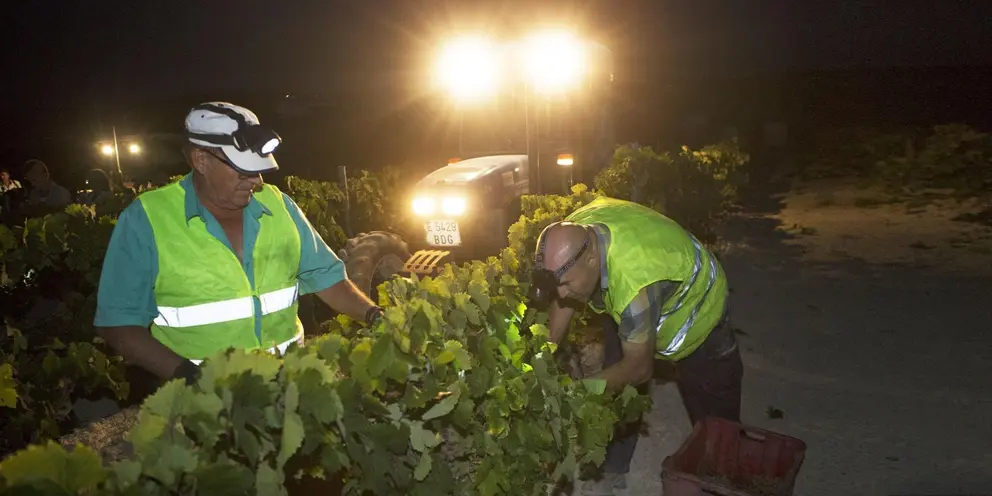Vendimia Nocturna Tio Pepe en la vi&ntilde;a 'La Racha', en Pago Macharnudo Alto, Jerez. 30 AGO 2016 | Juan Carlos Corchado para MIRA Jerez
