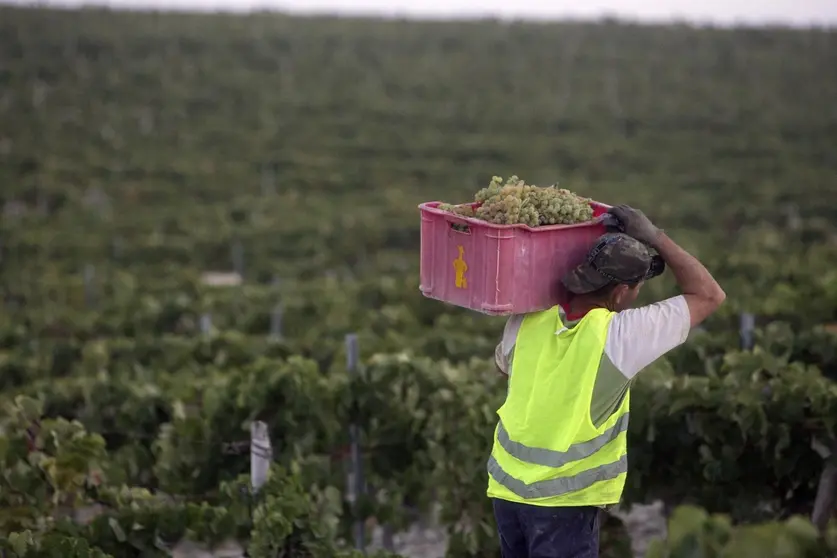 Vendimia Nocturna Tio Pepe en la vi&ntilde;a 'La Racha', en Pago Macharnudo Alto, Jerez. 30 AGO 2016 | Juan Carlos Corchado para MIRA Jerez