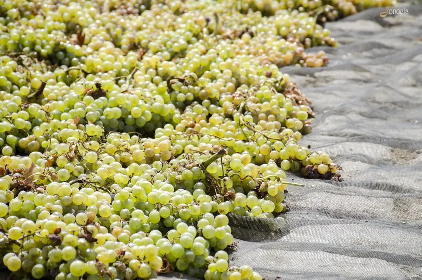 Vendimia en Hacienda Parrilla Alta, San Jos&eacute; del Valle, C&aacute;diz. AGO 2016 | Jonocla Fotograf&iacute;a para grupo MIRA Comunicaci&oacute;n