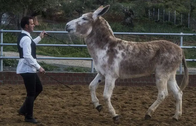 Carlos Rom&aacute;n, 29 a&ntilde;os, ensaya con "Caramelo" ejercicios de doma. Luis de las Alas