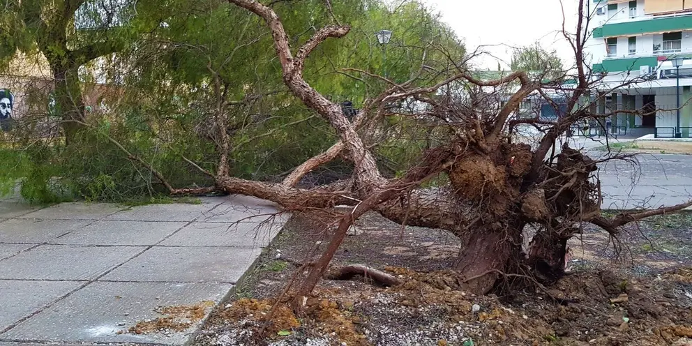 &Aacute;rbol ca&iacute;do en el camino interior en la Urbanizaci&oacute;n El Almendral por el que transitan muchos alumnos para acudir al Colegio Mar&iacute;a Auxiliadora