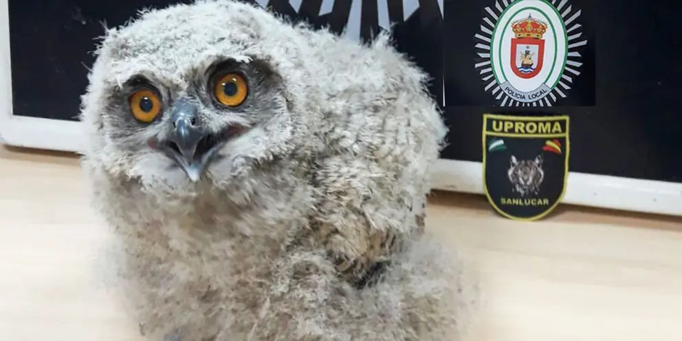 Pollo de b&uacute;ho real decomisado