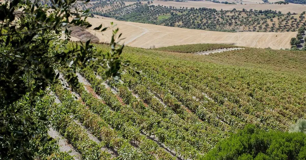 Vendimia en Hacienda Parrilla Alta, San Jos&eacute; del Valle, C&aacute;diz. AGO 2016 | Jonocla Fotograf&iacute;a para grupo MIRA Comunicaci&oacute;n