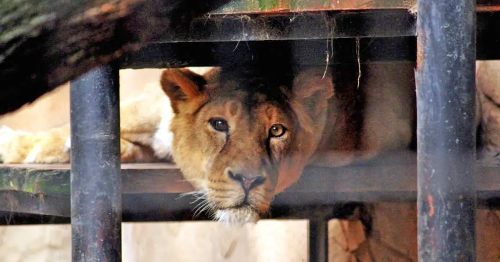 Leona del ZOO Jerez | Foto de 'iIlenro'