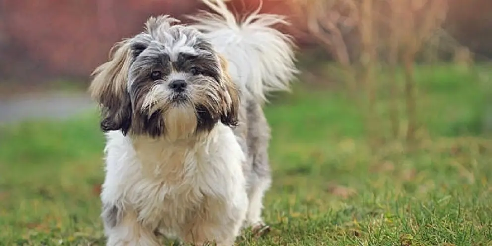 Shih tzu puppy in nature