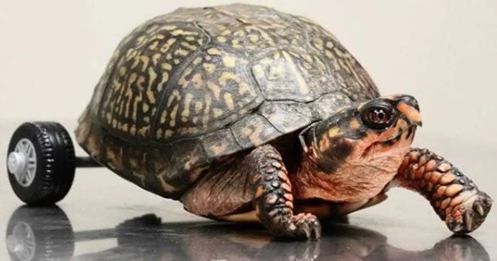 Instagram: @lsuvetmed