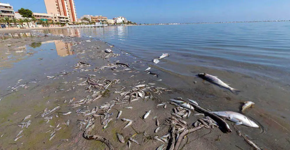 Foto: EFE | Marcial Guill&eacute;n