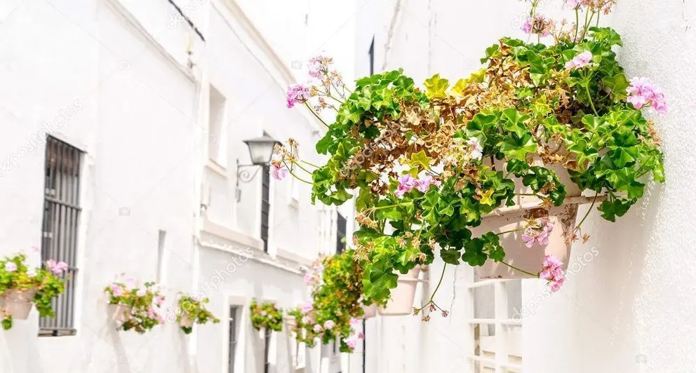 Pink geranium adornment in the streets of Rota, Cadiz, Andalucia, Spain