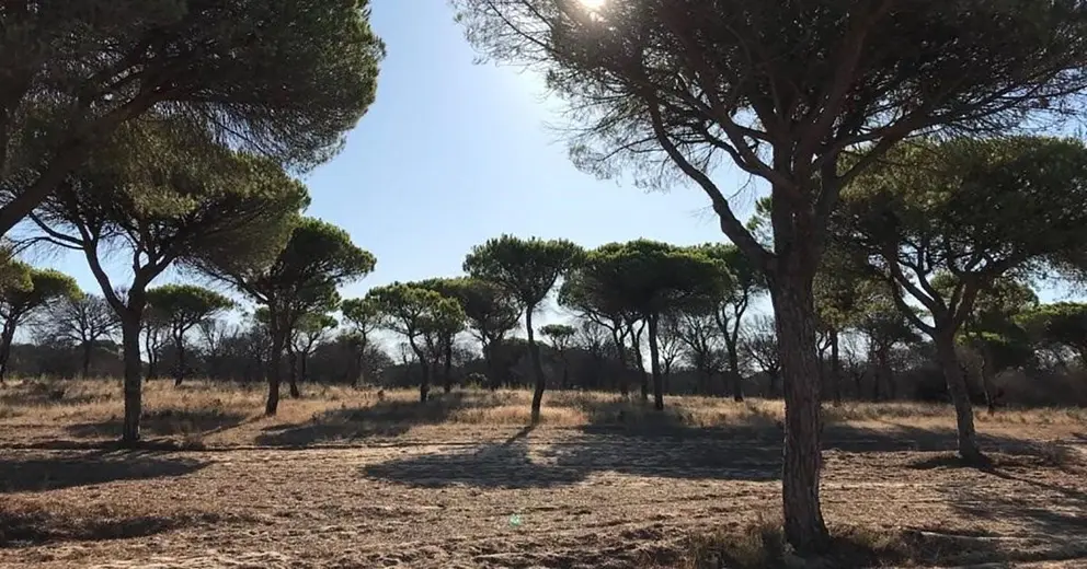 Parque Nacional de Do&ntilde;ana