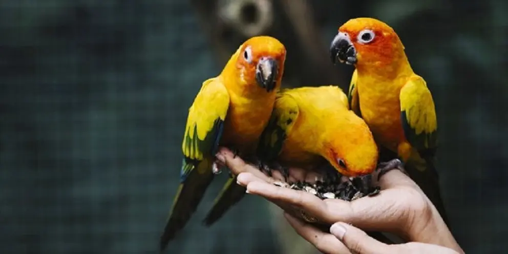 Hands holding wild birds in a zoo