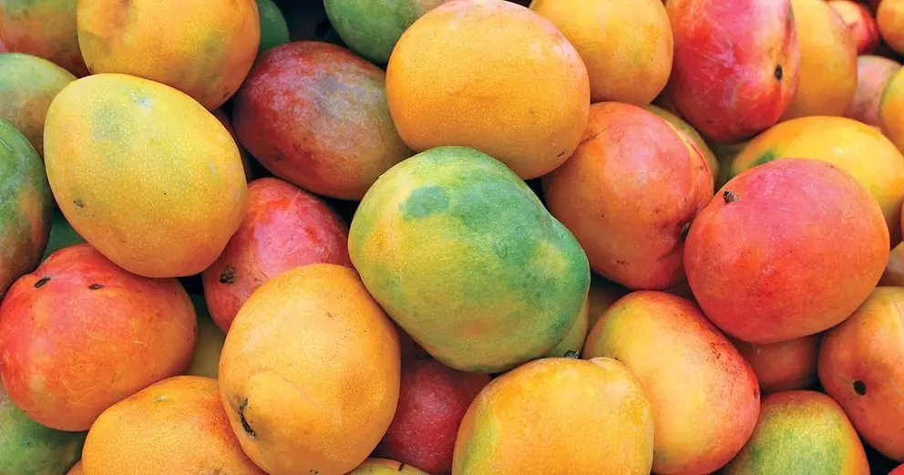 ripe mango fruit
