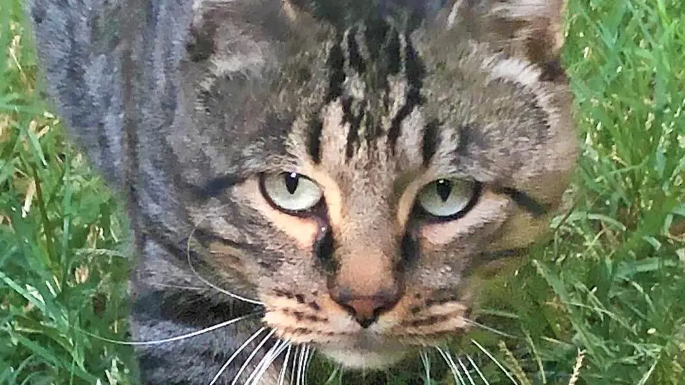 "Bubu", gato feral que por su car&aacute;cter d&oacute;cil ha sido acogido y est&aacute; en busca de un hogar