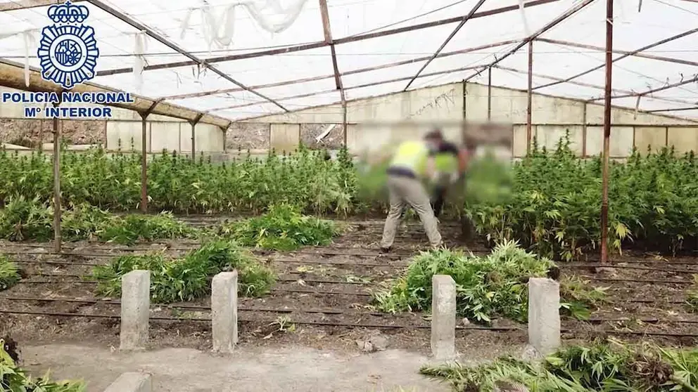 Plantaci&oacute;n de marihuana en Cajiz, municipio malague&ntilde;o de V&eacute;lez-M&aacute;laga.