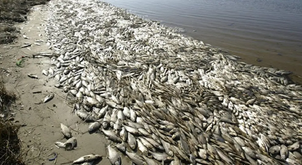 Dead fish float on the shoreline of Mona Lake along Wellesley Drive just east of Ross Park in Norton Shores Wednesday.  Date shot:  4/2/08.