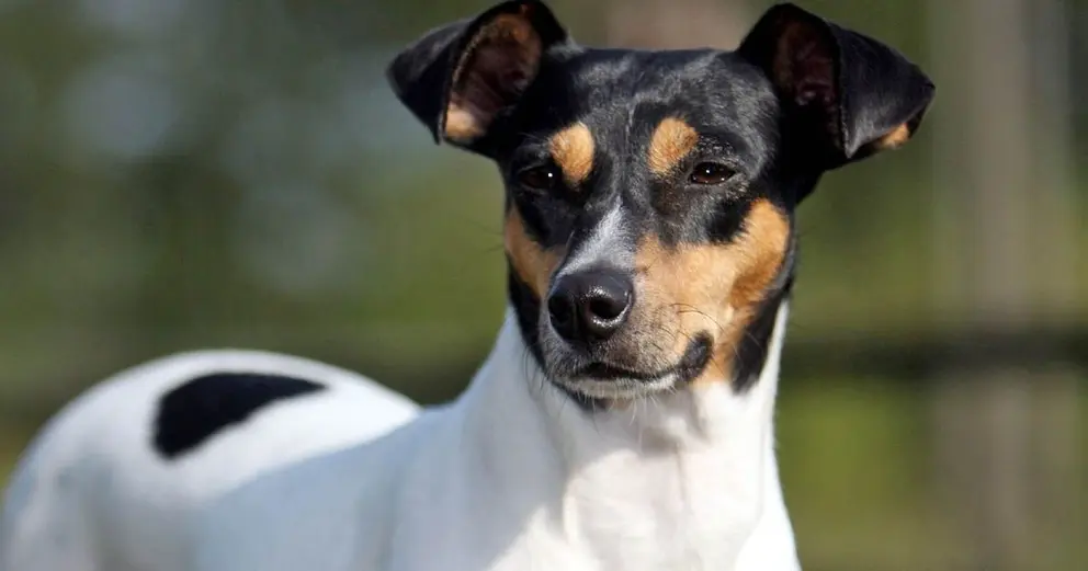 Ratonero bodeguero andaluz